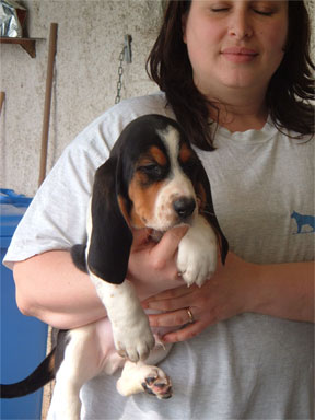 basset hound