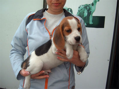 beagle