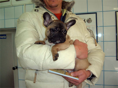 bouledogue francecse