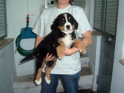 bovaro bernese