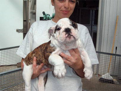 bull dog inglese bianco