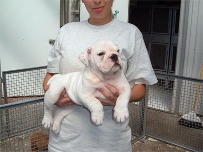 bull dog inglese bianco