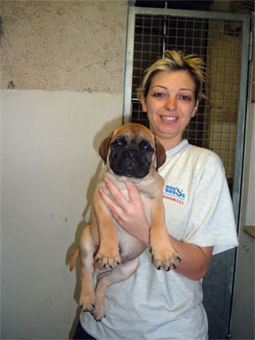 bull mastiff