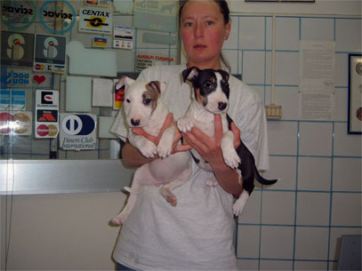 bull terrier