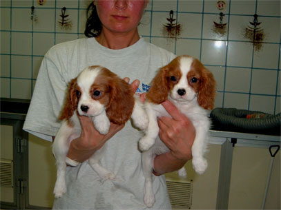 cavalier king femmine