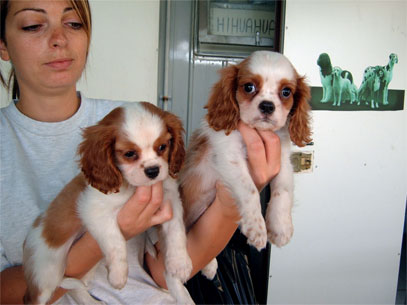 cavalier king maschi