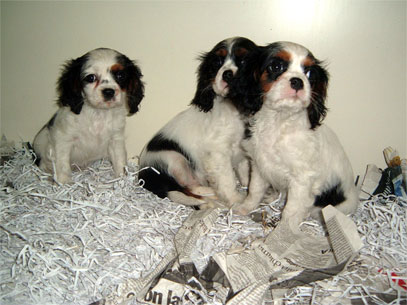 cavalier king