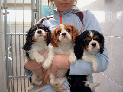 cavalier king vari colori