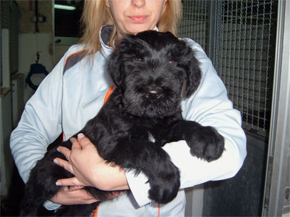 schnauzer gigante da expo