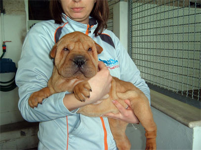 shar pei maschio fulvo