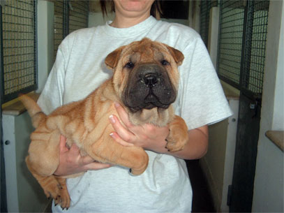 shar pei maschio maschera nera