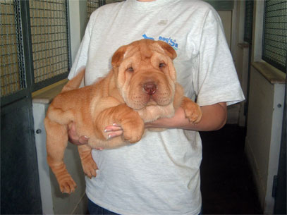 shar pei maschio maschera rossa