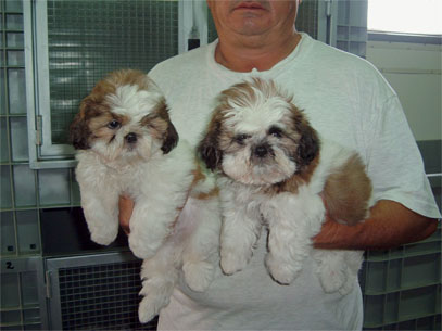 shih tzu