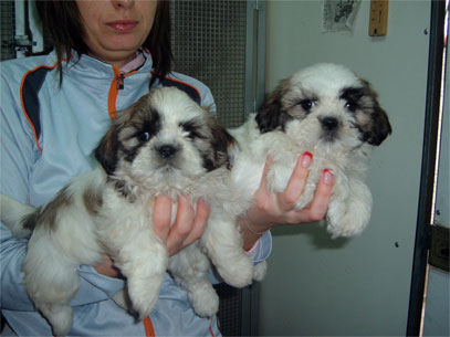 shih tzu