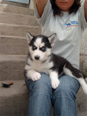 siberian husky