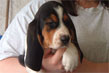 basset hound