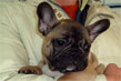 bouledogue francecse