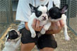 bouledogue francese