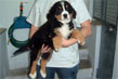 bovaro bernese