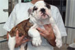 bull dog inglese bianco