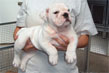 bull dog inglese bianco