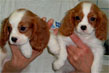 cavalier king femmine