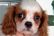 cavalier king maschi