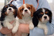 cavalier king vari colori