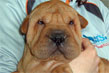 shar pei maschio fulvo