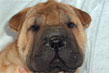 shar pei maschio maschera nera