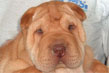 shar pei maschio maschera rossa