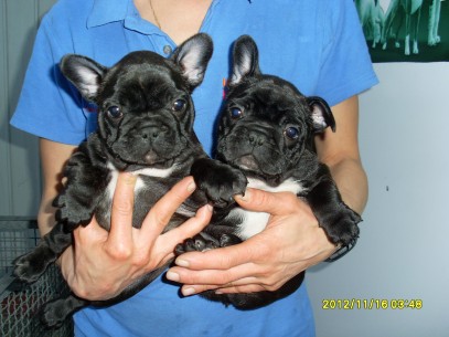 Bouledogue francese