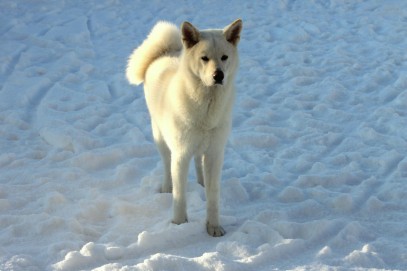 Yuki sulla neve da solo _o