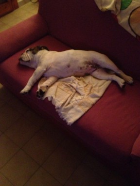 Carlotta addormentata sul divano  n